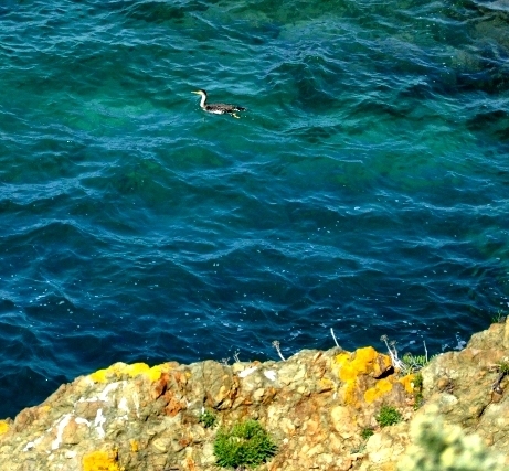 Cormorano giovane o marangone dal ciuffo..???
